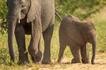 Fototapeta premium Baby African bush elephant kneels by mother