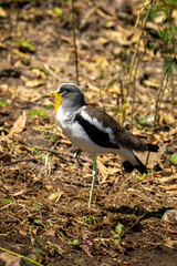 African wattled lapwing in profile lifting foot