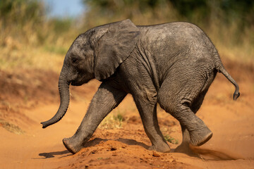 Naklejka premium Baby African bush elephant crossing dirt track