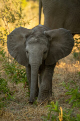 Baby African bush elephant stands flapping ears