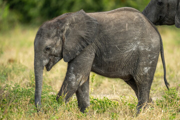 Baby African bush elephant standing with mother