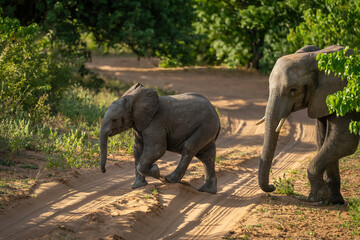 Baby African elephant crosses track with another