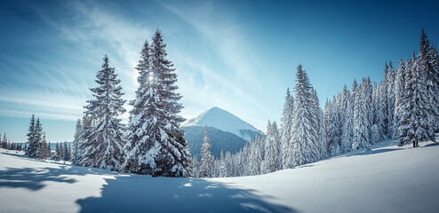 Splendid Alpine scenery in winter. Fantastic frosty morning in forest. snow-cowered pine trees under warm sunlight. Fantastic mountain highland. Amazing winter background. Wonderful Christmas Scene