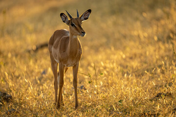 Obraz premium Backlit young male impala stands eyeing camera