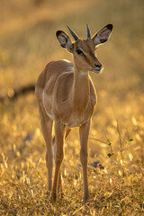 Backlit young male impala stands watching camera
