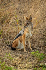 Black-backed jackal sits turning head in grass