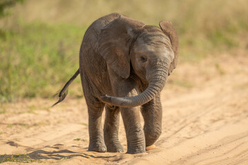 Baby African bush elephant standing swinging trunk
