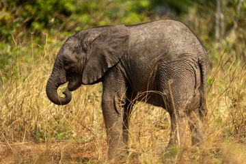 Fototapeta na wymiar Baby African bush elephant standing curling trunk