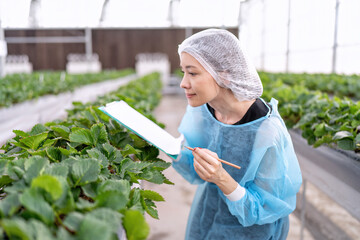 Fruit researcher in high tech greenhouse hydroponic farming monitor the grow of vegetable strawberry