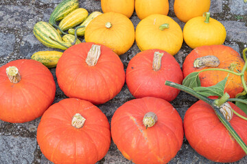 a large harvest of bright multi-colored pumpkins in the garden, vegetables