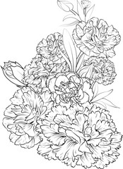 Vector illustration of a beautiful carnation flowers bouquet, hand-drawn coloring book of artistic, blossom gillyflower,isolated on white background, sketch art leaf branch botanic collection for adul
