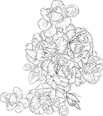 Fototapeta premium Bouquet of carnation flower hand drawn pencil sketch, coloring page, and book for adults isolated on white background floral element tattooing, illustration ink art, blossom dianthus-spring collect.