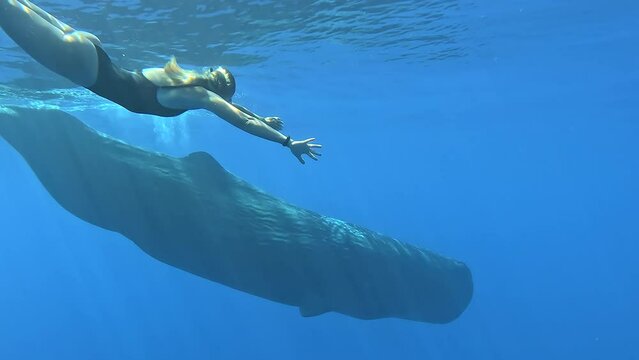Close Up of friendly blue whale with woman. Whale or sperm whale playing in the blue water. Underwater shot of wild whale. Aquatic marine animals in their natural habitat. Wildlife nature