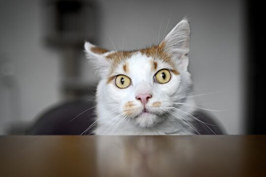 Funny tabby cat looking crazy to the camera. Horizontal image with selective focus.	