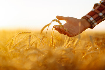 Wheat quality check. Farmer with ears of wheat in a wheat field. Agriculture, gardening or ecology...