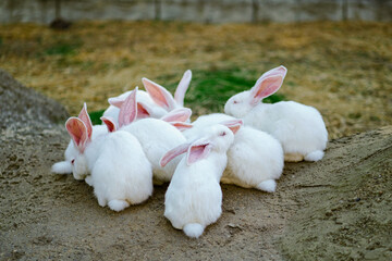 A family of white hares or rabbits are resting - 561040778