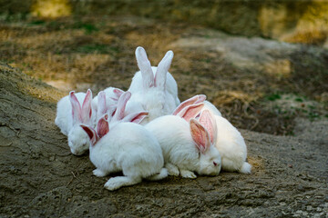 A family of white hares or rabbits are resting - 561040780
