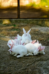 A family of white hares or rabbits are resting - 561040791