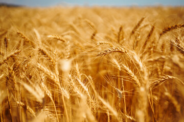 Wheat golden field. Summer background of ripening ears of landscape. Harvesting. Agro business.