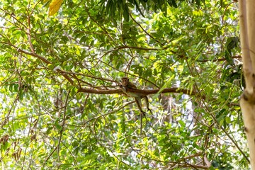 Fototapeta premium A monkey on the tree in the jungle. Sri Lanka.