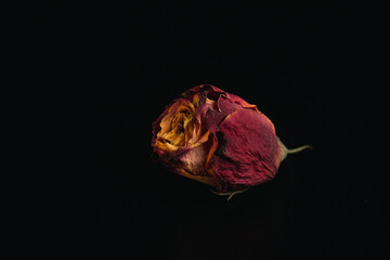 Roses Macro close up multicolored orange dried rose bloom bouquet in ceramic retro vase Black background