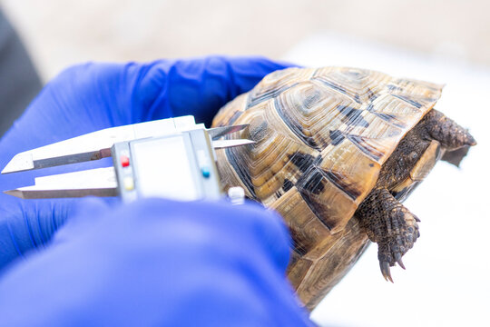 Crop doctor measuring pattern on Moorish tortoise shell
