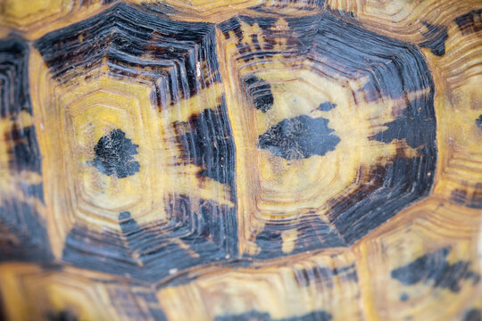 Pattern on Moorish tortoise shell