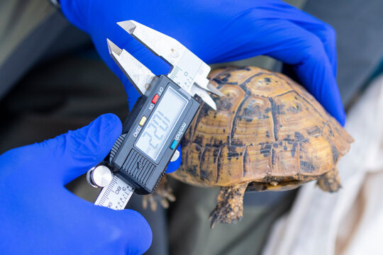 Crop doctor measuring pattern on Moorish tortoise shell
