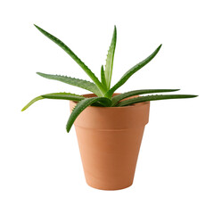 Aloe vera young succulent plant in clay pot  isolated 