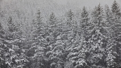 Strong snowfall in the wood