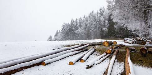 cut logs in the winter forest