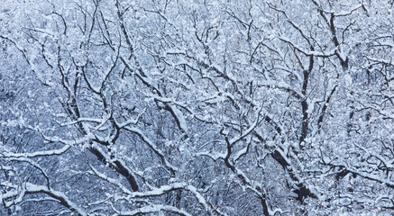snowy branches in the winter forest