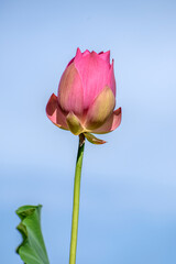 pink rose against blue sky