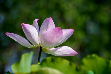 Obraz premium pink lotus in the pond