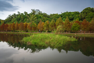 Bald Cypress(Taxodium distichum) by the lake grows with red leaves. Yuemei man-made wetland ecological park. Taoyuan City, Taiwan