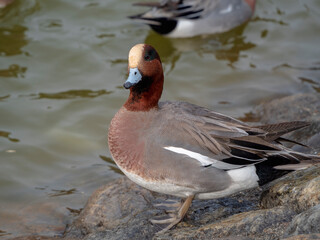 小首をかしげるカモくん