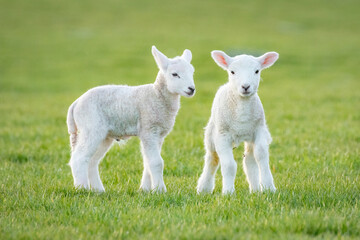 Naklejka na ściany i meble two white lambs