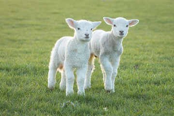 Naklejka na ściany i meble twin lambs