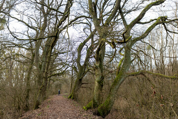 Obraz premium Fahrrad Fahrerin fährt durch eine Allee von alten Eichenbäumen.
