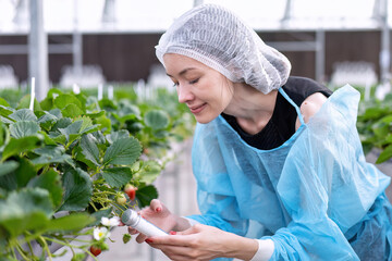 Fruit researcher in greenhouse hydroponic farming test natural fertilizer grow of strawberry