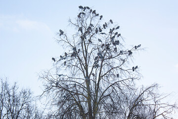 A flock of pigeons is sitting on a tree against the sky.
