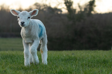 lamb in the meadow