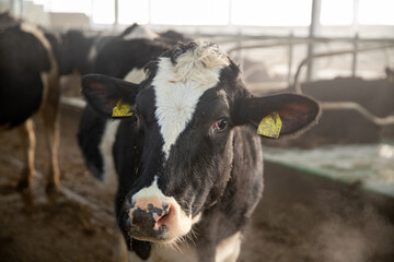 Young calves up to a year old. Young individuals belong to artiodactyls. The young of some wild...
