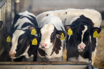Young calves up to a year old. Young individuals belong to artiodactyls. The young of some wild...