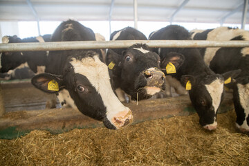 Young calves up to a year old. Young individuals belong to artiodactyls. The young of some wild...
