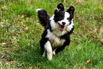 Border Collie dog plays and runs on the lawn.