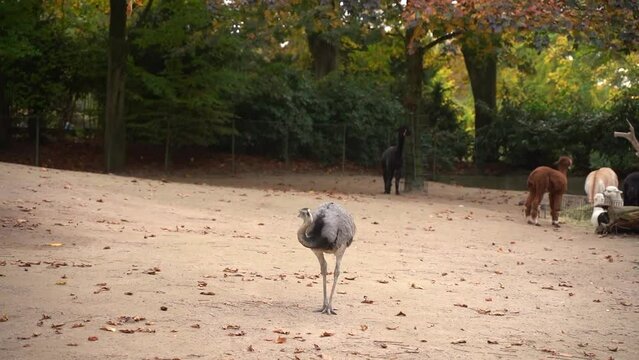 Ostrich cleans feathers in the sand, forest in the distance. Untouched wildlife. Majestic beautiful bird. Beauty of wildlife. Rare species of birds.