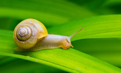 Bänderschnecke auf einem Lilienblatt,Cepaea 