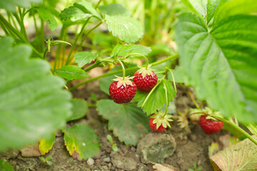 Fresh organic strawberries growing in the garden in the summer