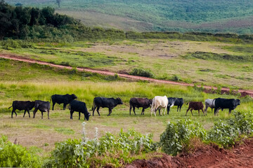 Herd of cattle grazing in pasture.